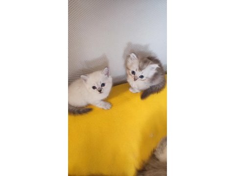 British shorthair ve longhair yavrular