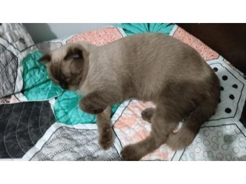 Scottish fold blue point