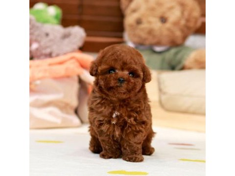 Kapıda ödemeli toy poodle bebeklerim