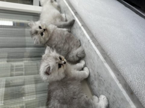 Yavrularımın british longhair yavruşları