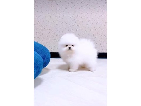 Pomeranian ayıcık