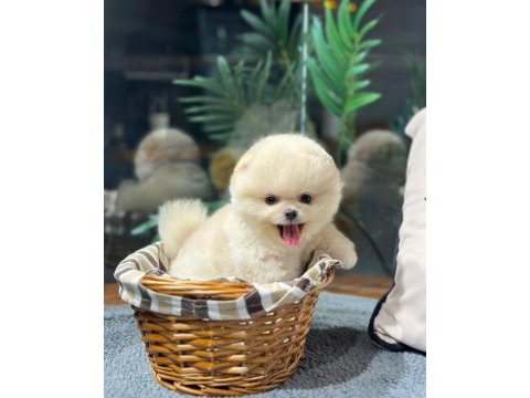 Teddy bear pomeranian boo yavrularımız