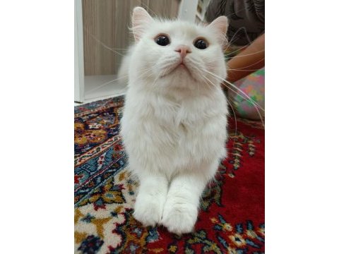 British longhair 1.5 yaş dişi