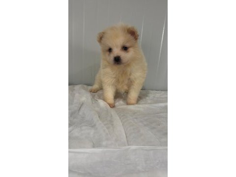 Erkek pomeranian yakışıklı mı yakışıklı