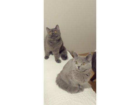 Evden show kalite safkan yavrular