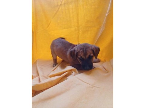 Birbirinden güzel fino köpekler