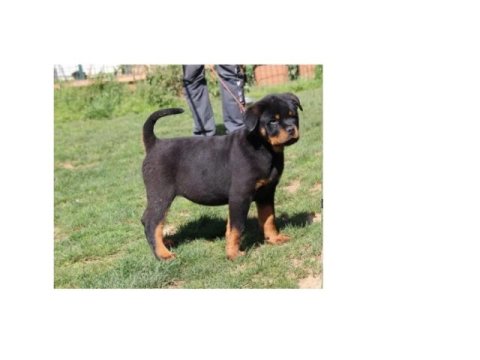 Ücretsiz rottweiler sahiplenmek istiyorum