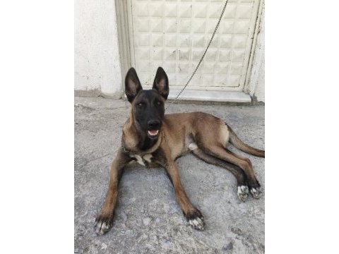 Sahibinden sahiplendirilecek malinois