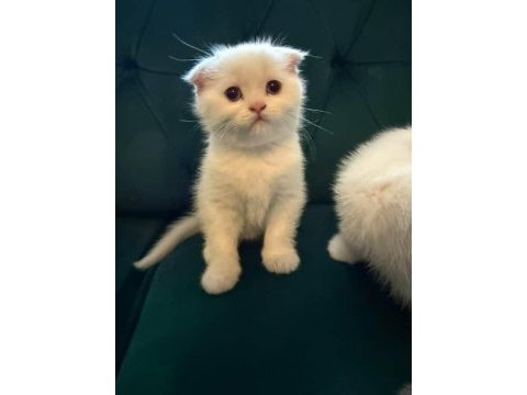 Safkan british ve scottish fold kediler