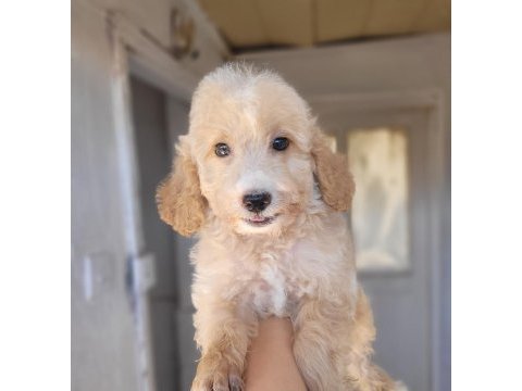 Maltipoo bebekler