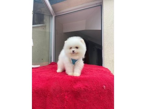 Irk ve sağlık garantili pomeranian boo