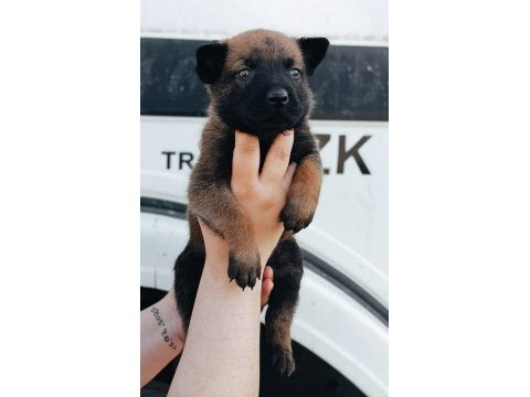 Belçika malinois yavrularımız ırk garantilidir