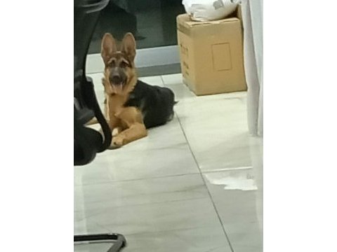 7 aylık safkan alman kurdu rex (dişidir)