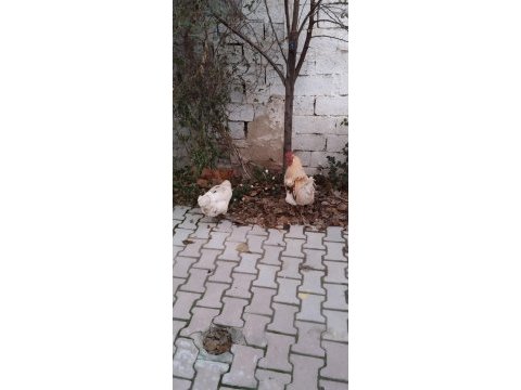 2 adet horoz tavukla takas olur