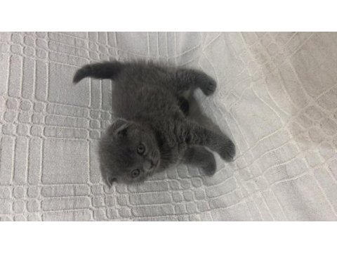 Safkan a kalite yavrular scottish fold erkek