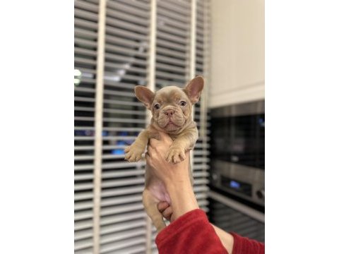Show kalite egzotik fransız bulldog