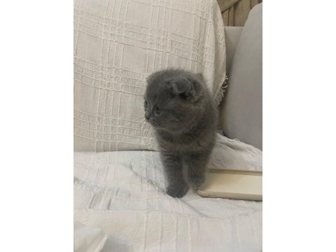Oyuncu akıllı 2 aylık a kalite scottish fold