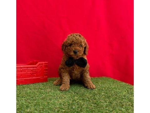 Safkan toy poodle bebekler