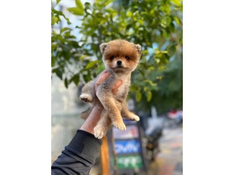 Pomeranian boo traşlı