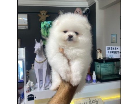 Kartopu pomeranian dişi yavrumuz
