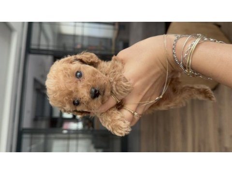 Evde doğmuş erkek ve kız toy poodle yavruları