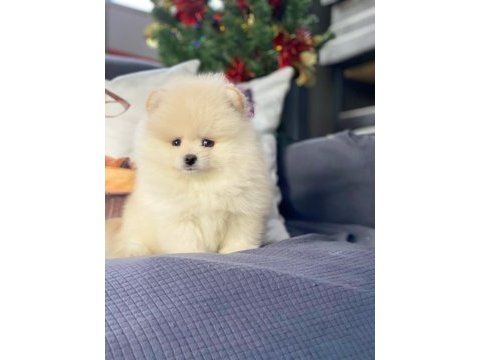 Pomeranian boo yavruları ıstanbul 