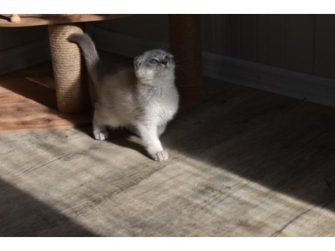 Show kalite scottish fold blue point yavrumuz