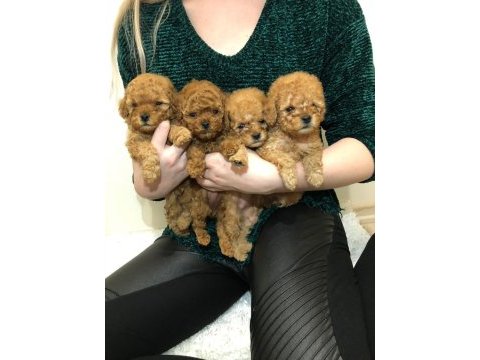 Orjlnal toy poodle kore (minik kalan) bebekler