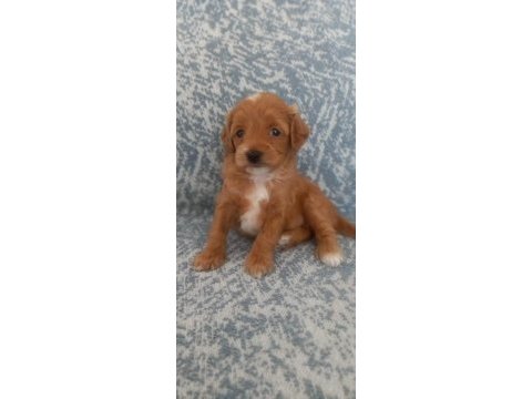A kalite şecereli maltipoo yavrularımız
