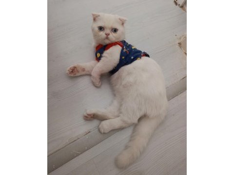 Safkan beyaz mavi göz scottish fold