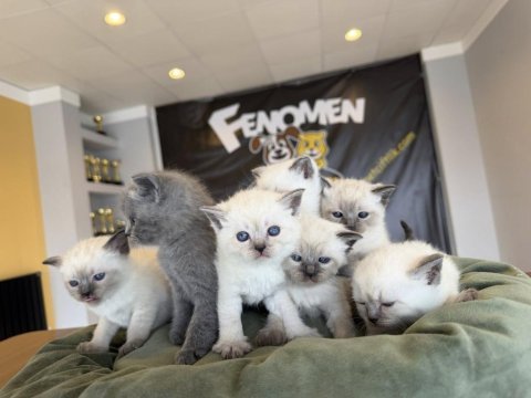 Top kafa scottısh fold yavruları fenomen pet shop
