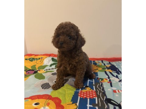 Kore poodle dişi