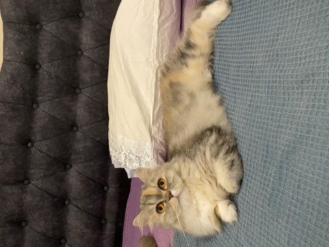 Dişi chinchilla 1 yaşında