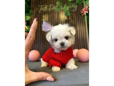 Çok güzel maltese bebekler