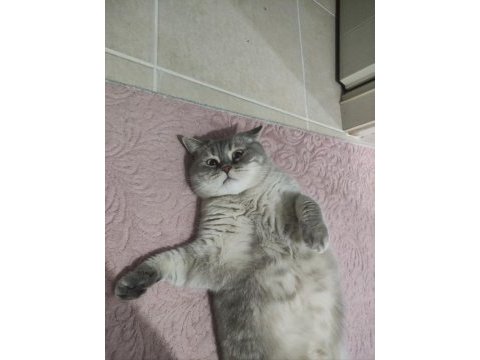 Bluepoint dişi british shorthair kedimiz