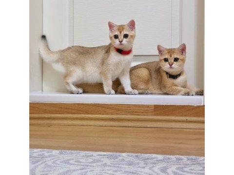 British shorthair ny11 dişi ve erkek yavrular