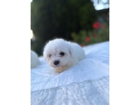 Kar beyaz maltese yavrular