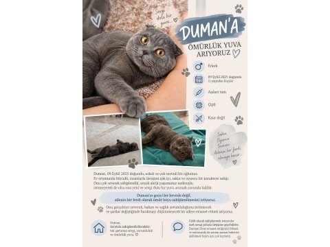 Kedimiz duman için ömürlük yuva arıyoruz