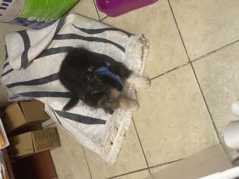 5 aylık terrier erkek yavrumuz