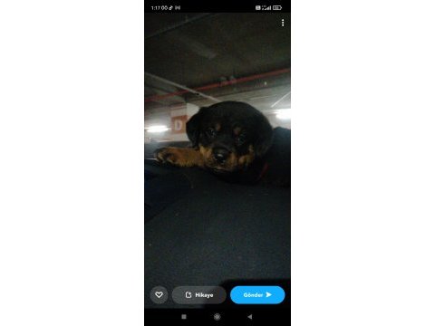 Koca kafalı safkan rottweiler yavruları