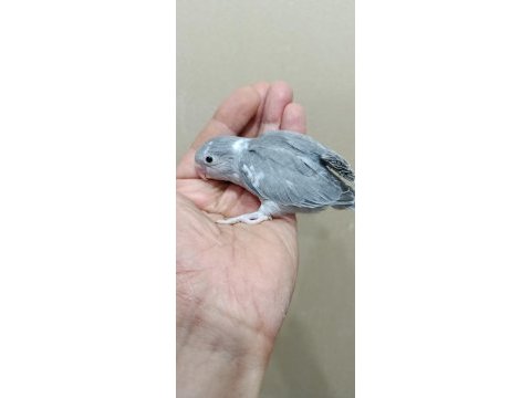 Siyah beyaz forpus cep papağanı dişi