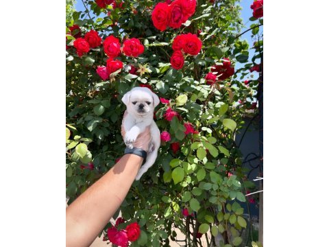 Orijinal özel renk pug mops bebekler