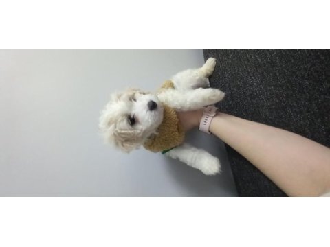Maltese terrier iki aylık