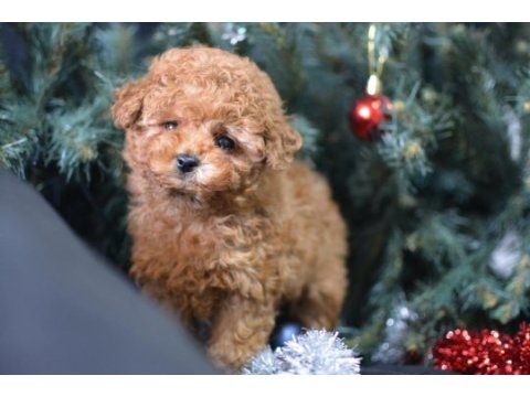 Minik toy poodle kocaman mutluluk