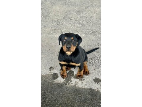 Safkan koca kafa yavru rottweiler