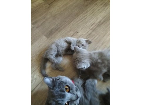 Mavi gözlü british shorthair yavrular sahiplendirilcektir