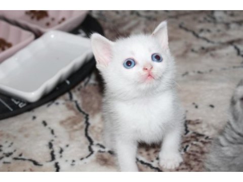 Mavi gözlü british shorthair yavrumuz
