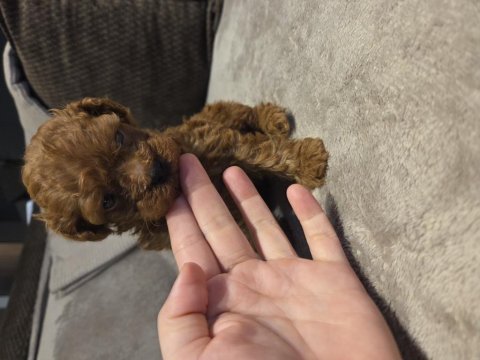Orjinal kore poodle