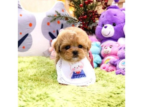 Show düzey toy poodle yavruları