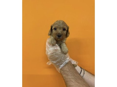 Maltipoo ırk sağlık garantili yavrularımız
